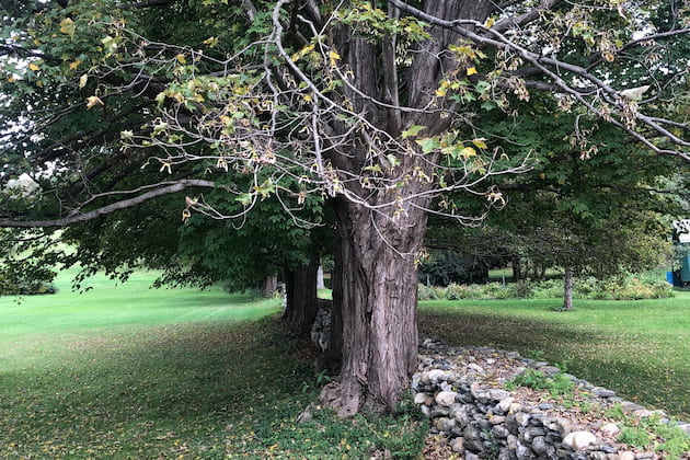 maple trees in summer