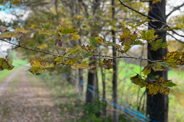 How To Identify a Maple Tree - Vermont Evaporator